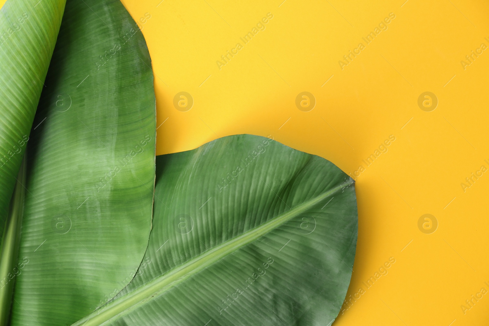 Photo of Fresh green banana leaves on color background, flat lay with space for text. Tropical foliage