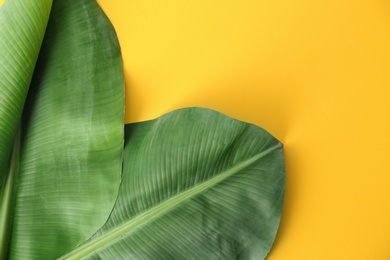 Photo of Fresh green banana leaves on color background, flat lay with space for text. Tropical foliage