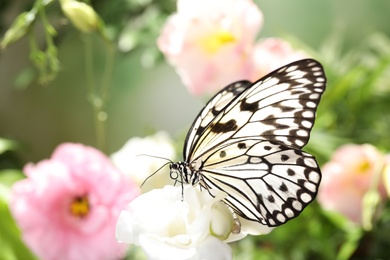Photo of Beautiful rice paper butterfly on white flower in garden