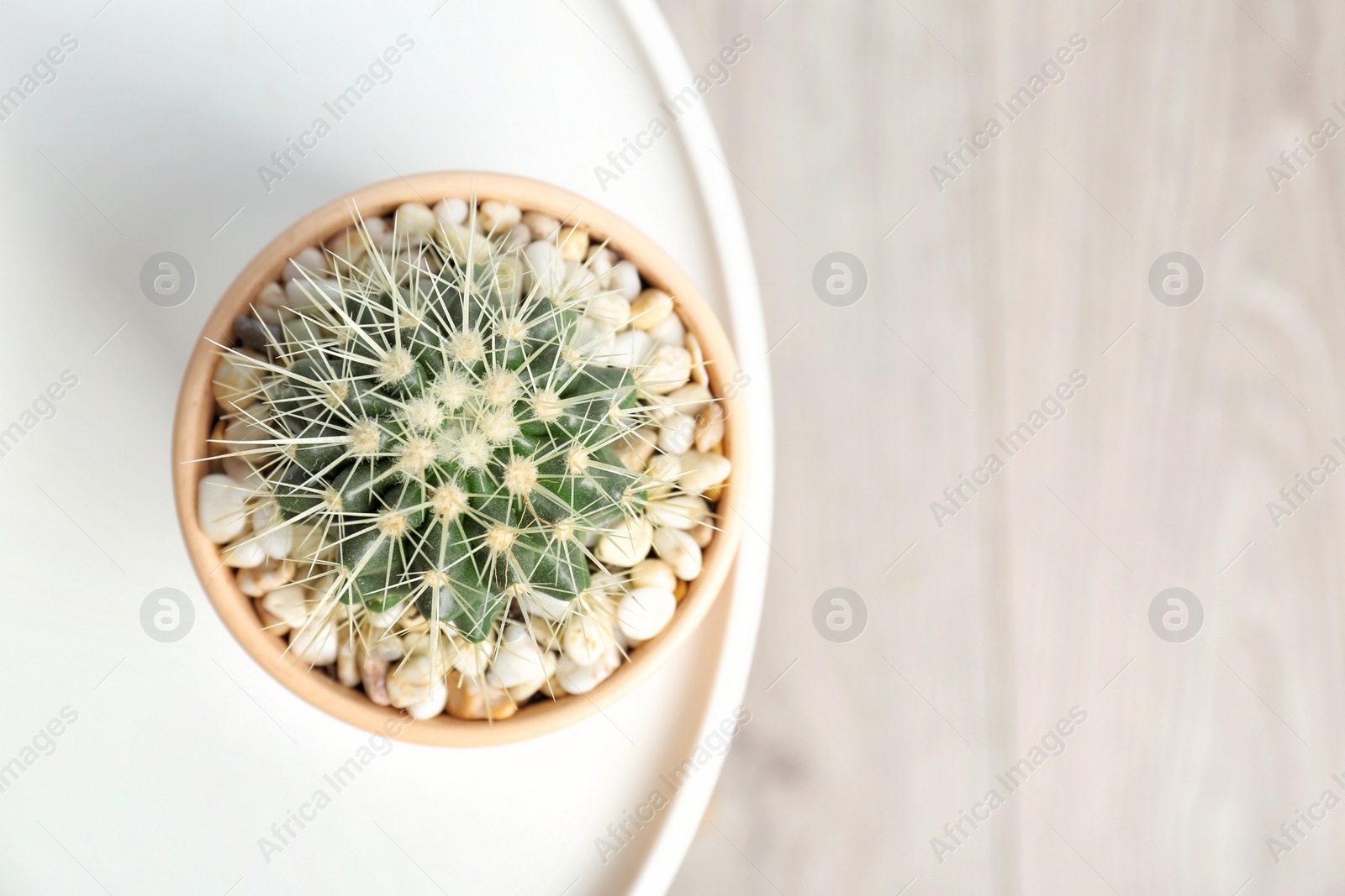 Photo of Beautiful cactus on table, top view