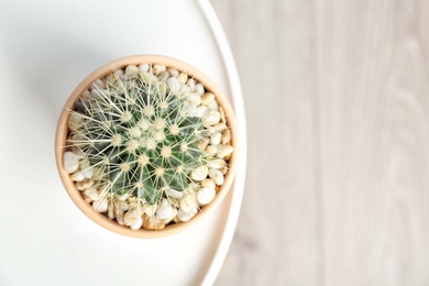 Photo of Beautiful cactus on table, top view