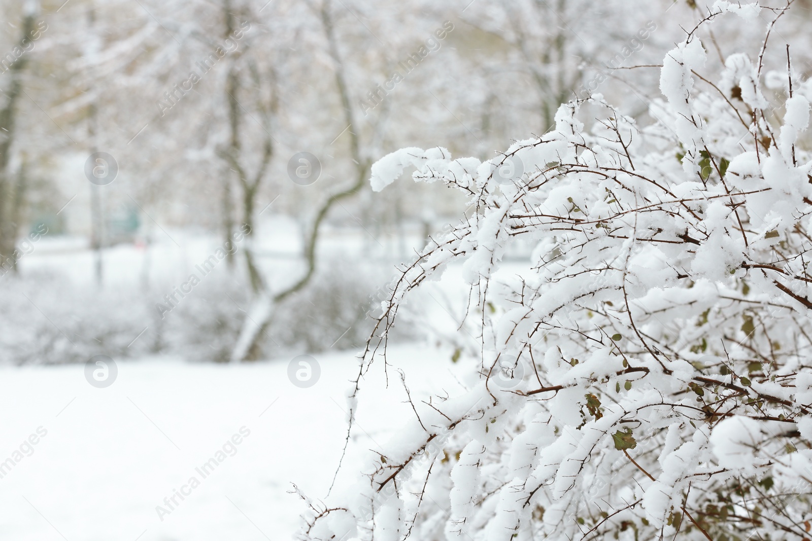 Photo of Beautiful view of bushes covered with snow in park. Space for text