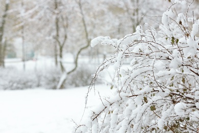 Beautiful view of bushes covered with snow in park. Space for text