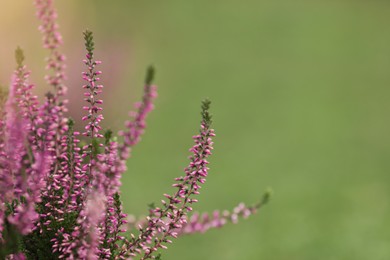 Photo of Heather shrub with beautiful flowers outdoors. Space for text