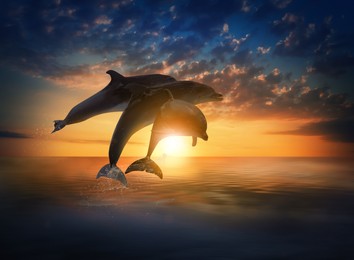 Beautiful bottlenose dolphins jumping out of sea at sunset 
