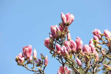 Beautiful blooming Magnolia tree on sunny day outdoors