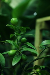 Photo of Unripe citruses growing on tree outdoors, closeup