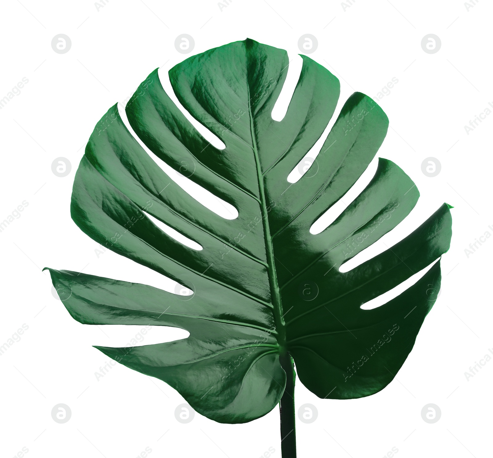 Photo of Beautiful monstera leaf isolated on white. Tropical plant