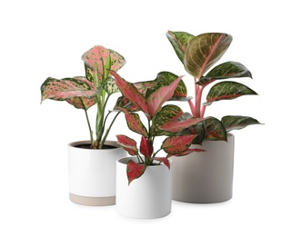 Beautiful Aglaonema plants in flowerpots isolated on white. House decor