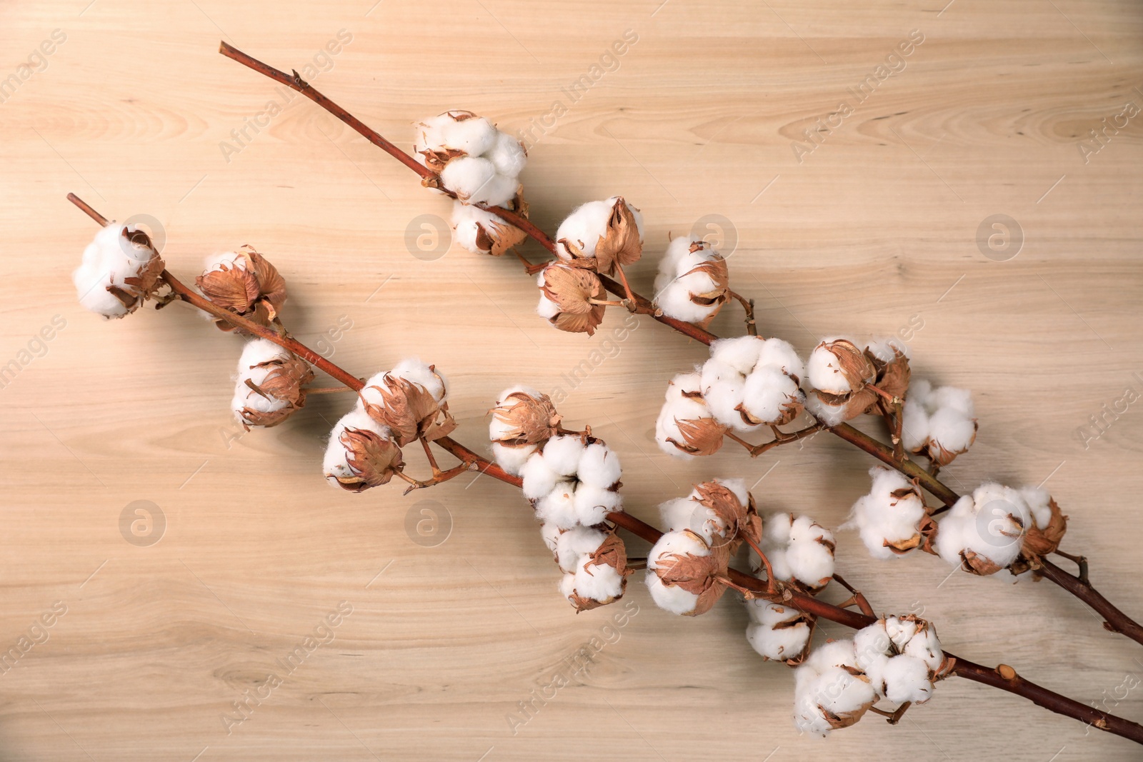 Photo of Dry cotton branches with fluffy flowers on wooden background, flat lay