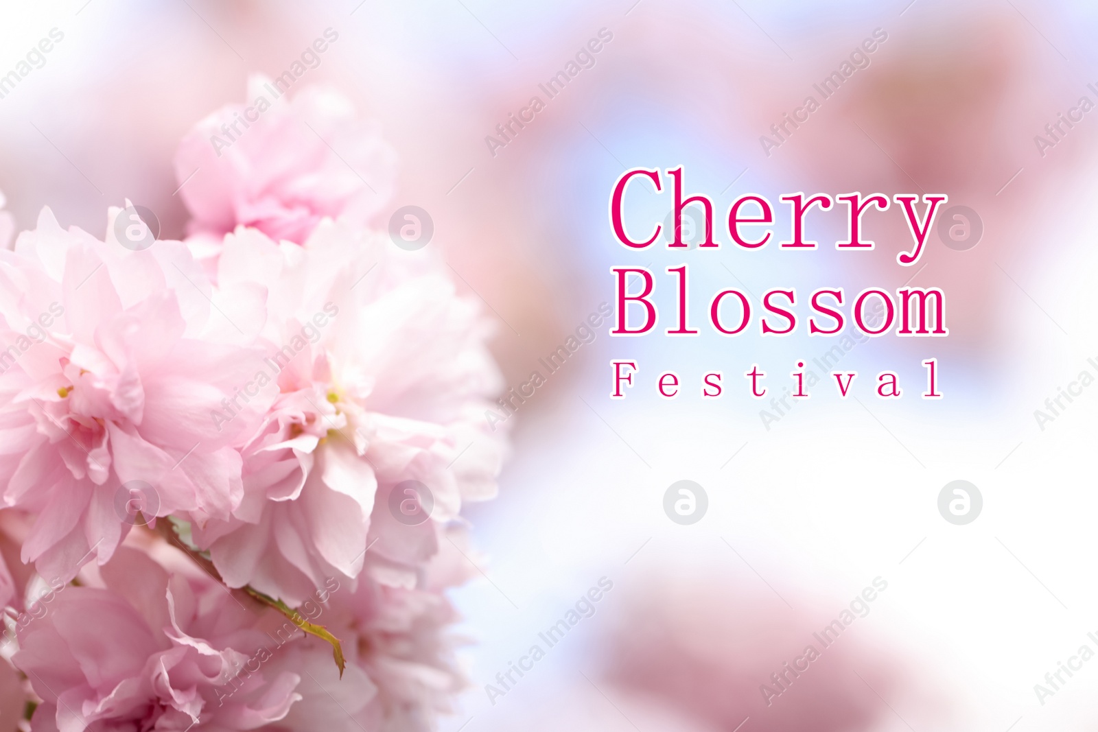 Image of Cherry Blossom Festival. Beautiful blossoming pink sakura tree outdoors