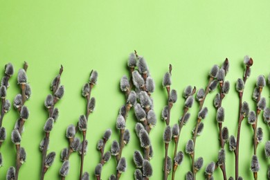 Photo of Beautiful blooming pussy willow branches on green background, flat lay