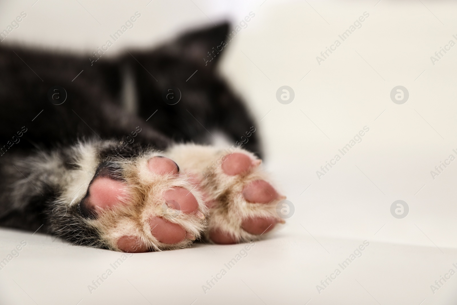 Photo of Akita inu puppy on sofa, closeup view of paws. Cute dog