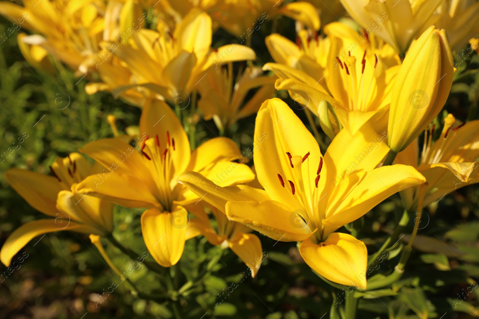 Photo of Beautiful yellow lilies in blooming field on summer day