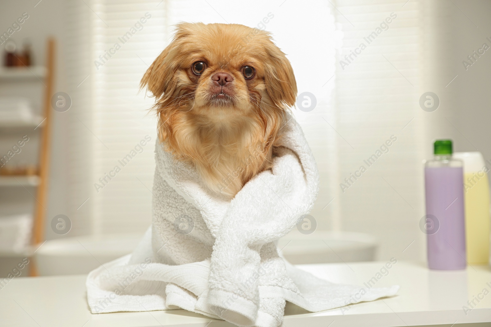 Photo of Cute Pekingese dog with towel in bathroom. Pet hygiene