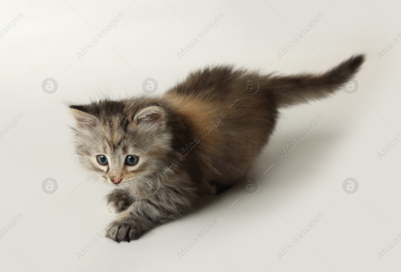 Photo of Beautiful kitten on white background. Cute pet