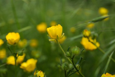 Photo of Beautiful yellow buttercup flowers growing in green grass outdoors, closeup