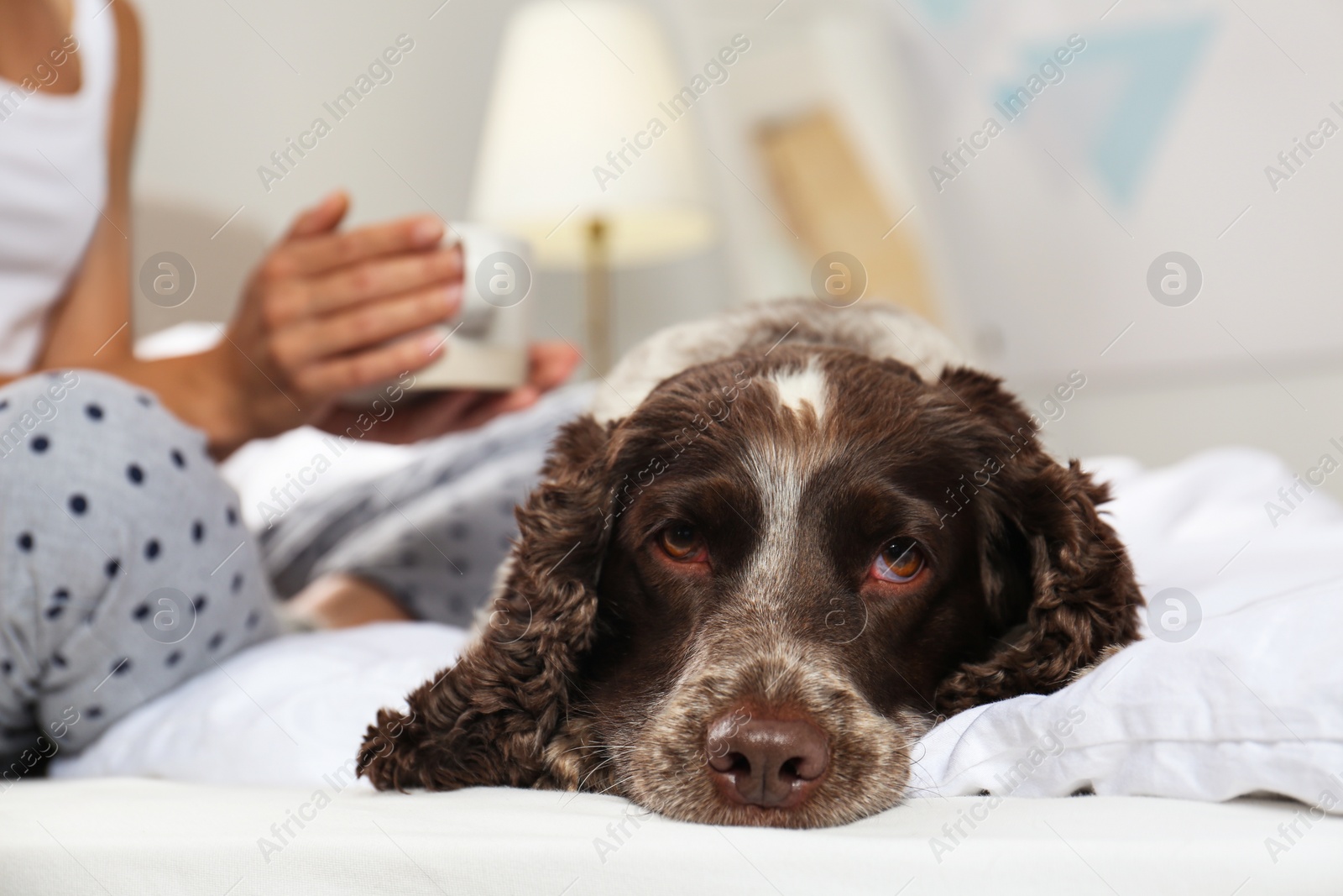 Photo of Adorable Russian Spaniel with owner on bed, closeup view