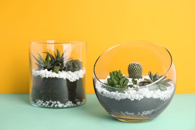 Photo of Glass florariums with different succulents on color background