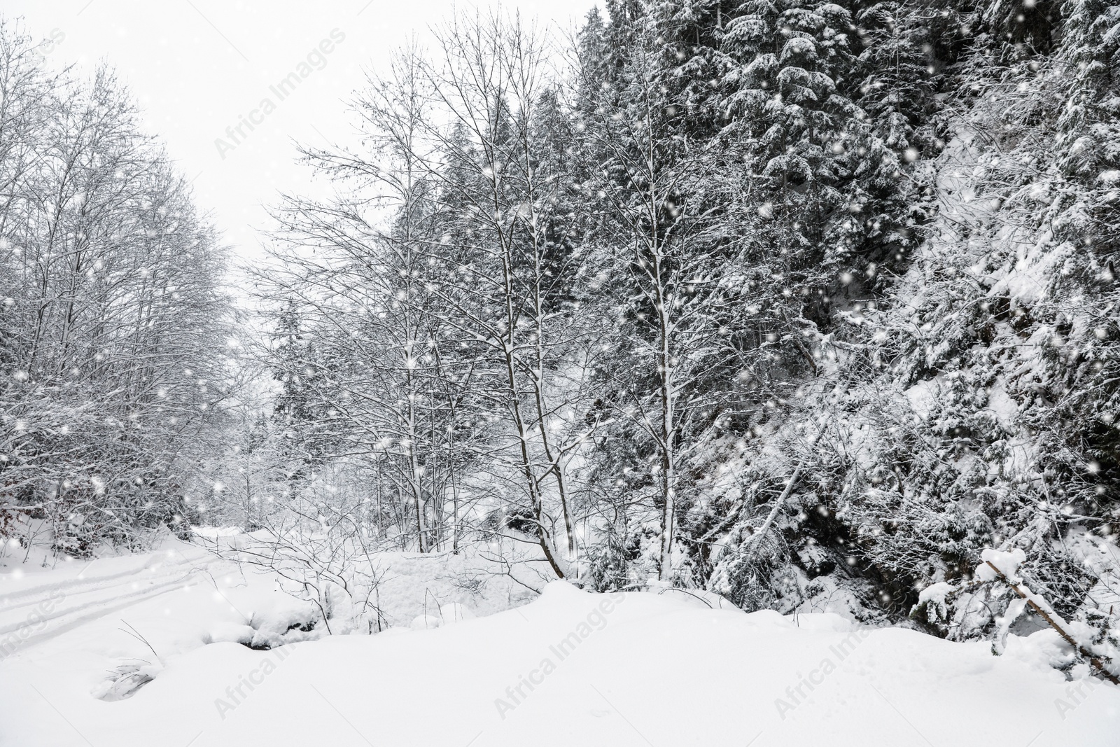 Photo of Picturesque view of road near snowy forest on winter day