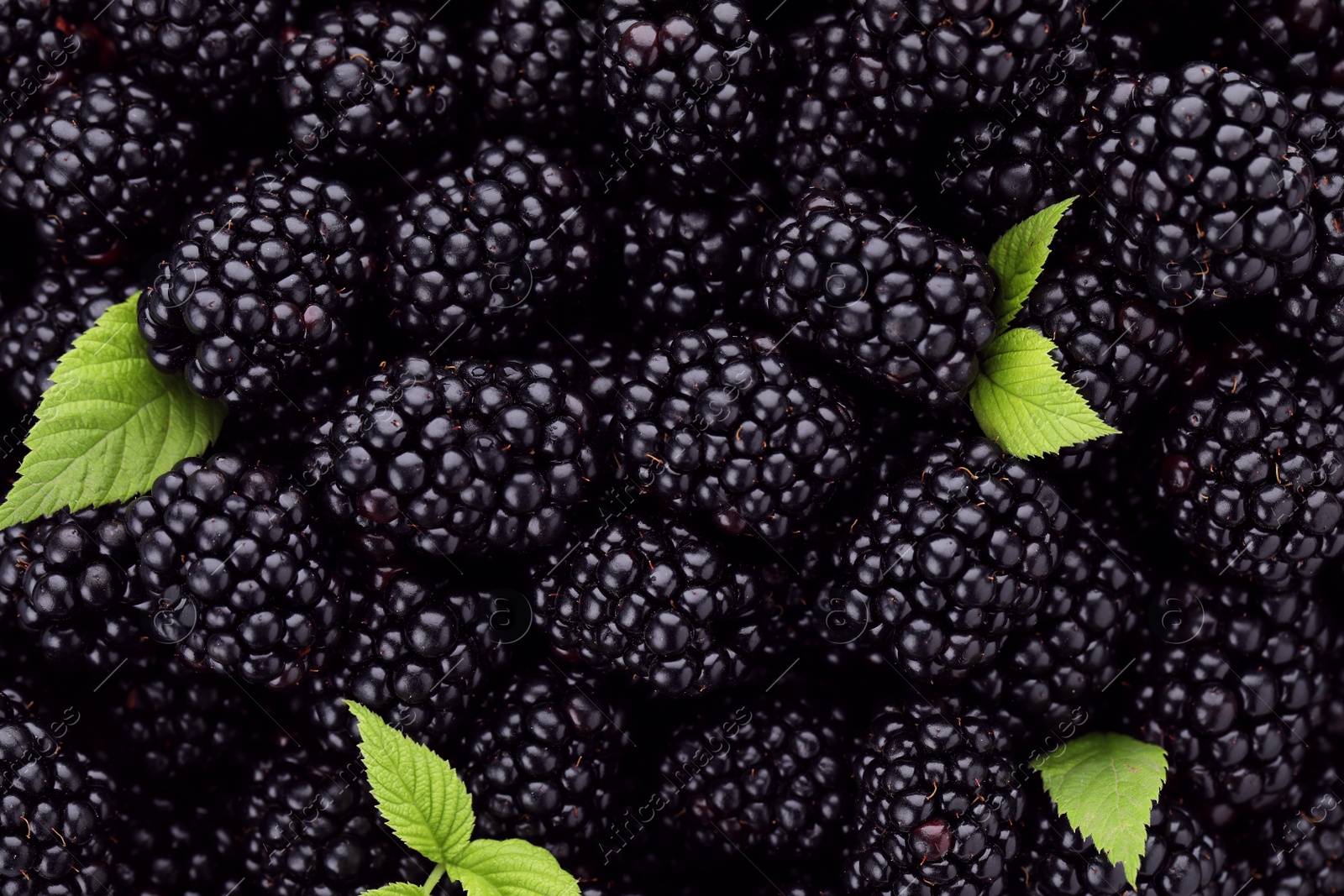 Photo of Tasty ripe fresh blackberries with leaves as background, closeup view