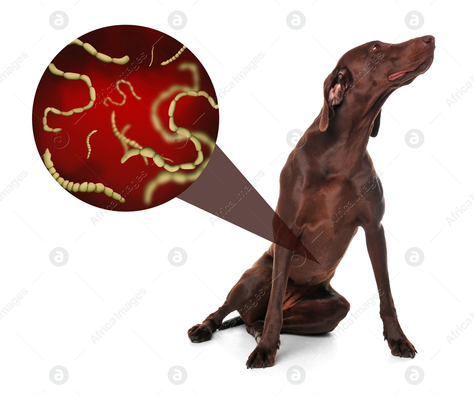 Image of Cute dog and illustration of helminths under microscope on white background. Parasites in animal