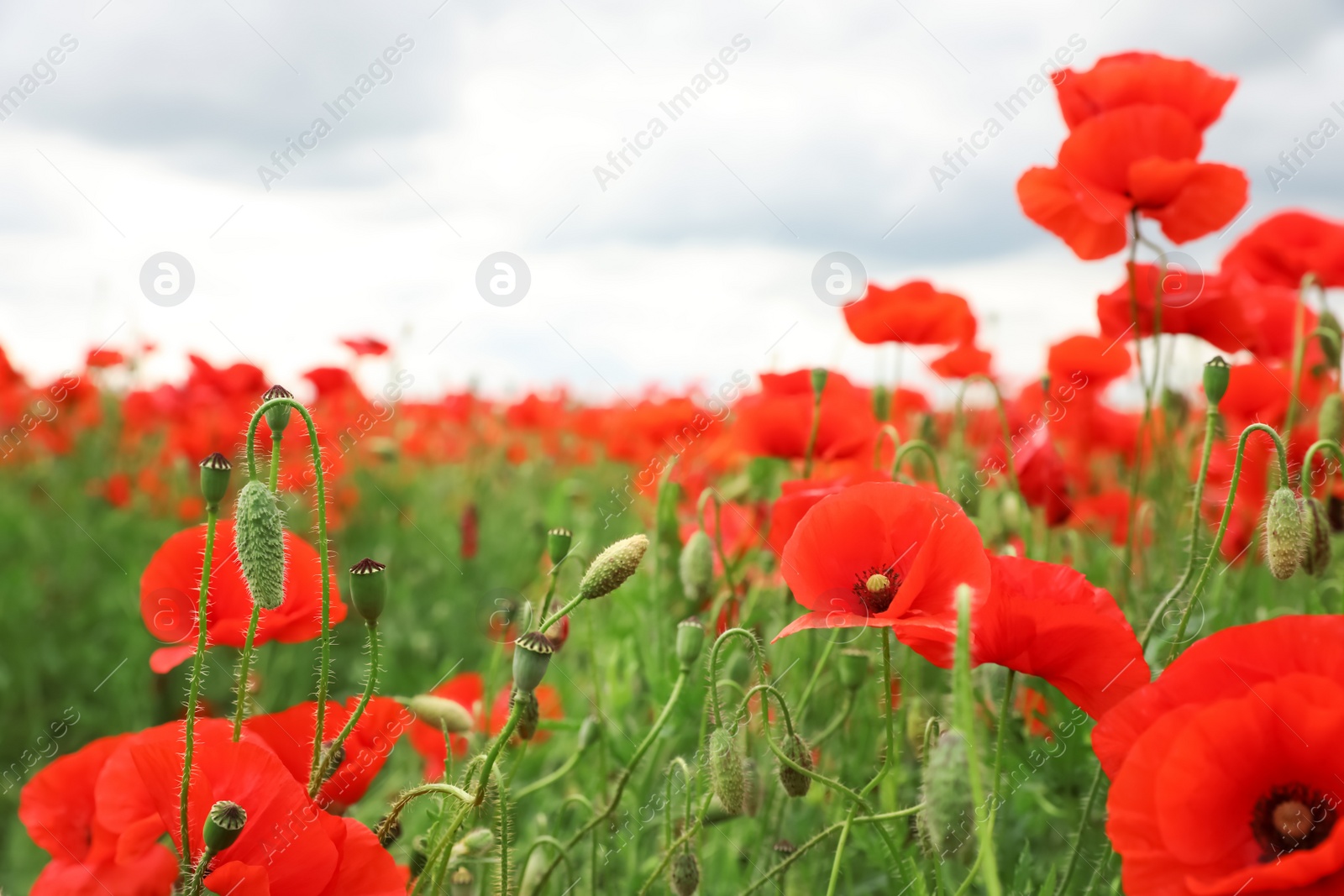 Photo of Beautiful red poppy flowers growing in field