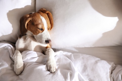 Photo of Cute Beagle puppy sleeping in bed, top view. Adorable pet