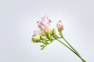 Photo of Beautiful blooming pink freesias on light background