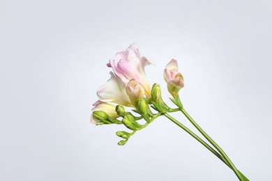 Beautiful blooming pink freesias on light background