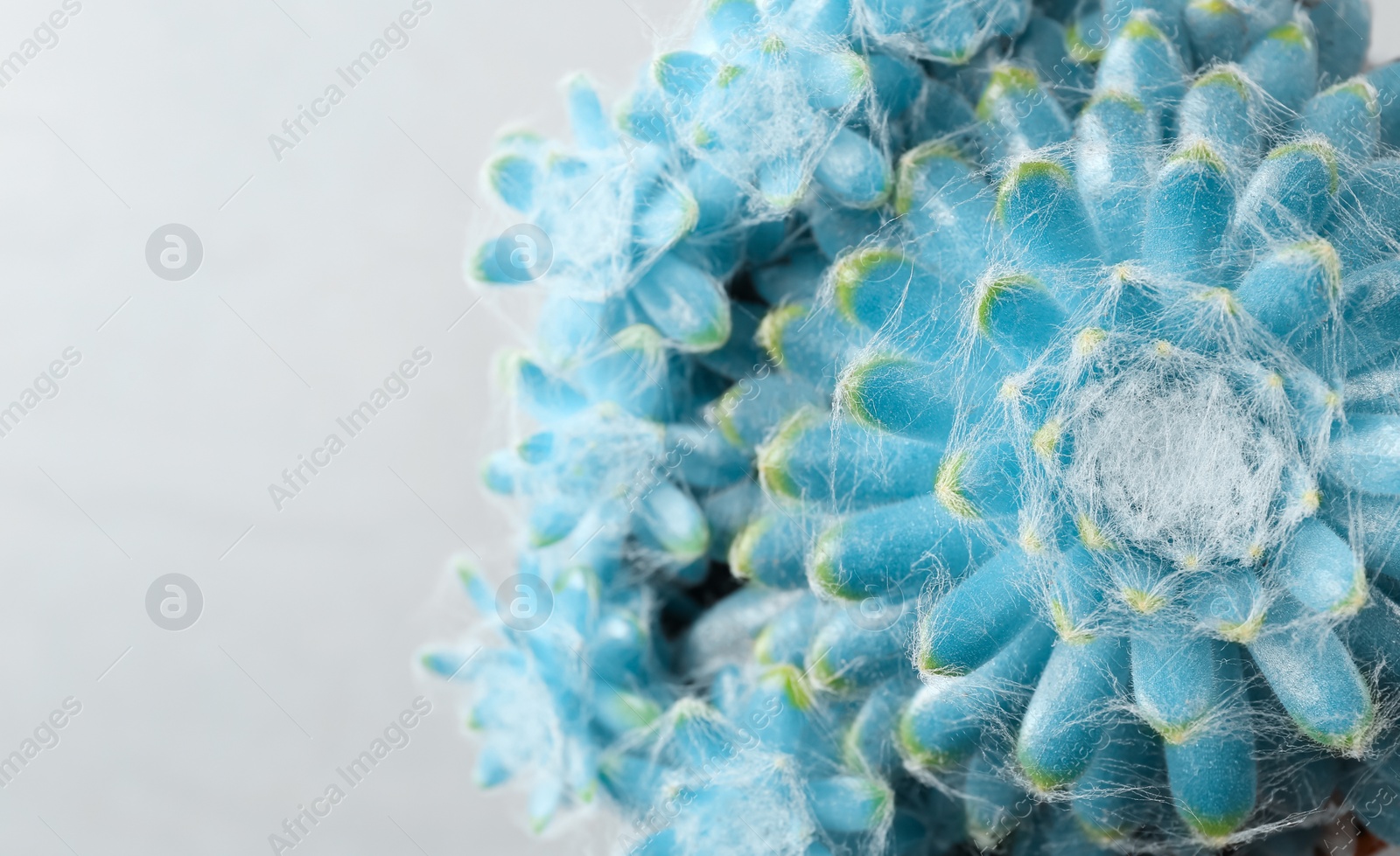 Image of Beautiful succulent plant on light grey background, closeup