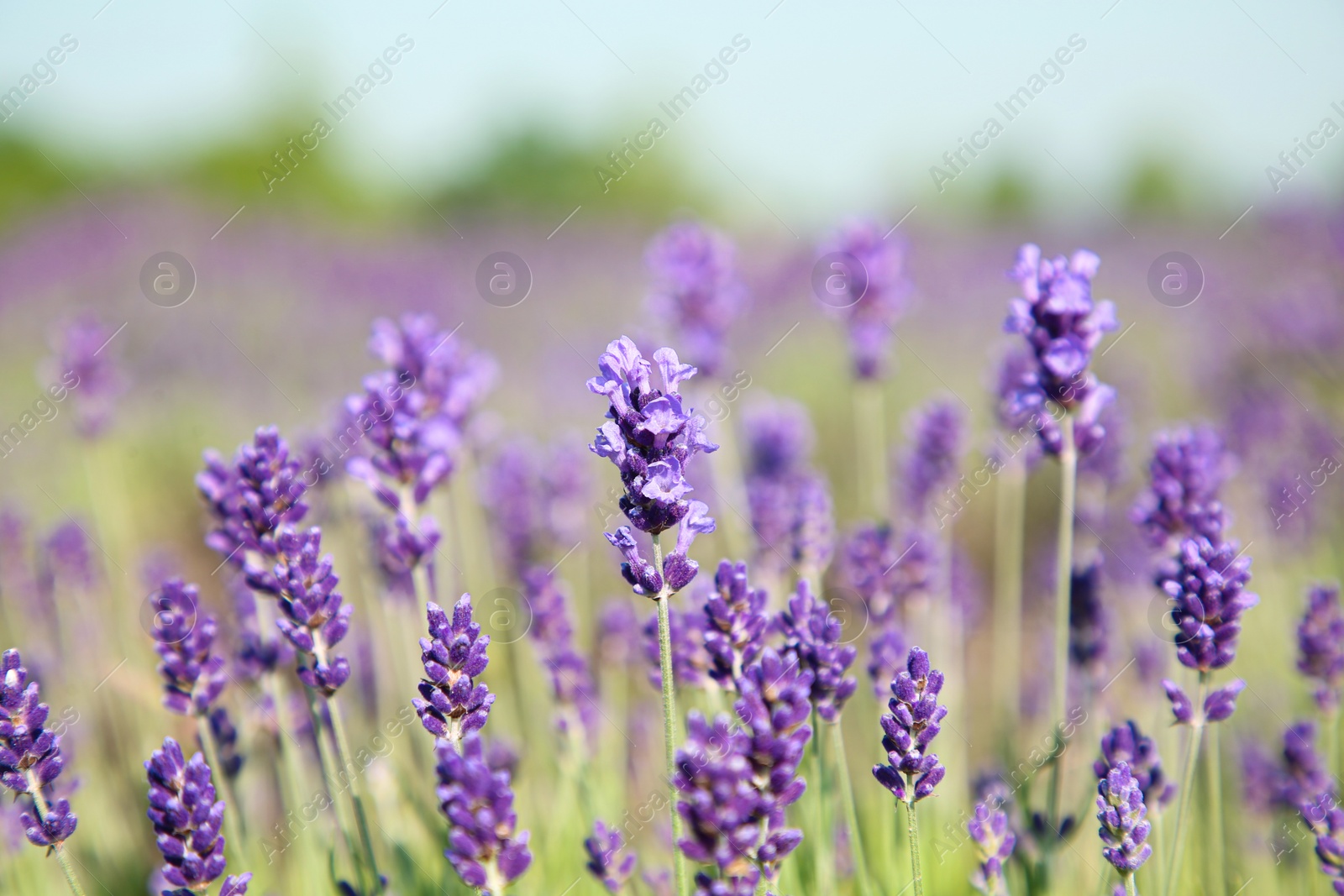 Photo of Beautiful blooming lavender growing in field, closeup