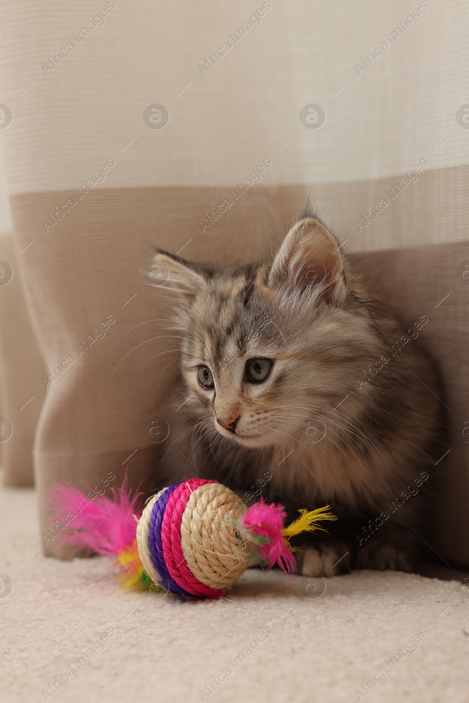 Photo of Cute fluffy kitten with toy near curtain at home