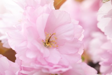 Beautiful pink flower of blossoming sakura tree, closeup