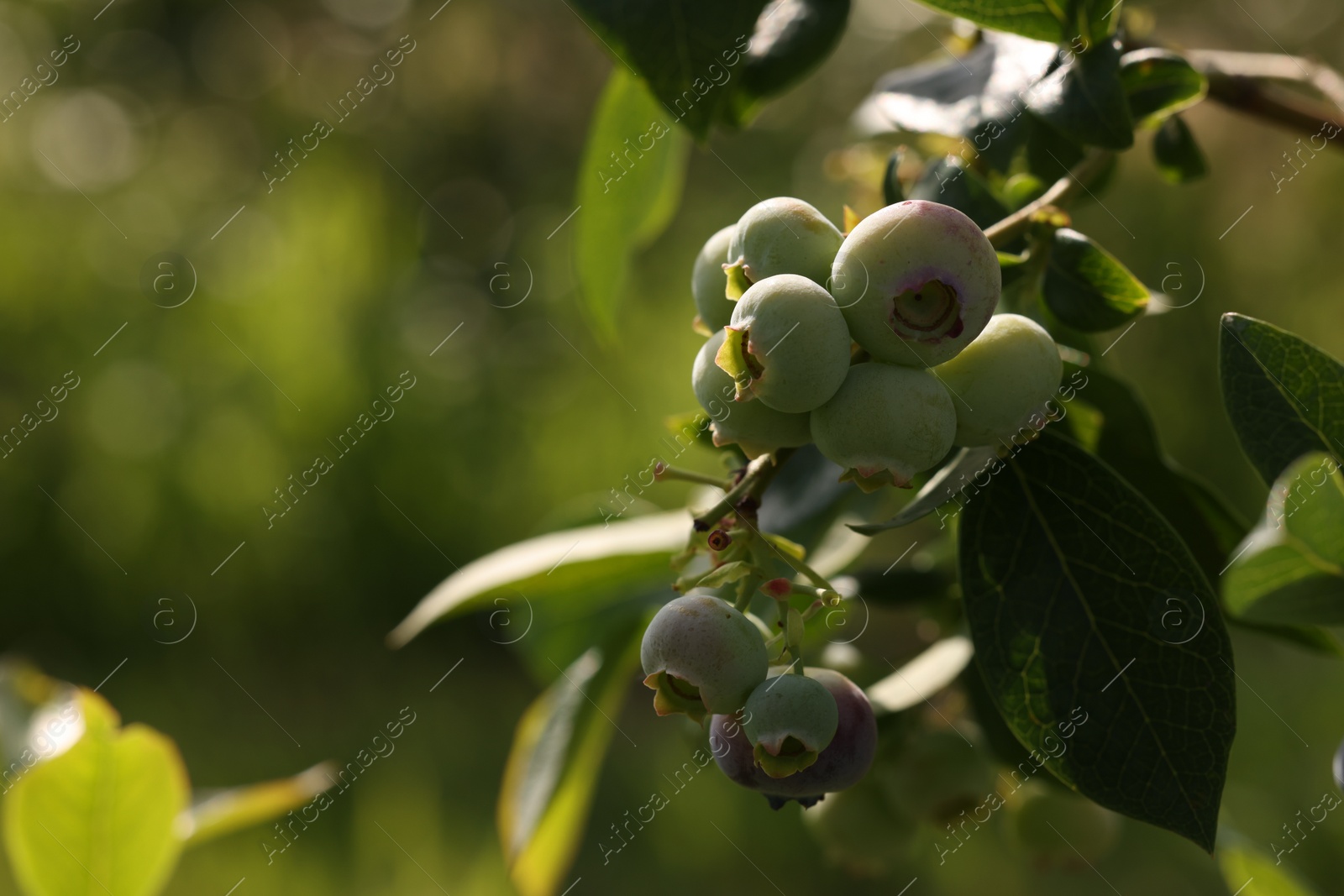Photo of Unripe wild blueberries growing outdoors, closeup and space for text. Seasonal berries