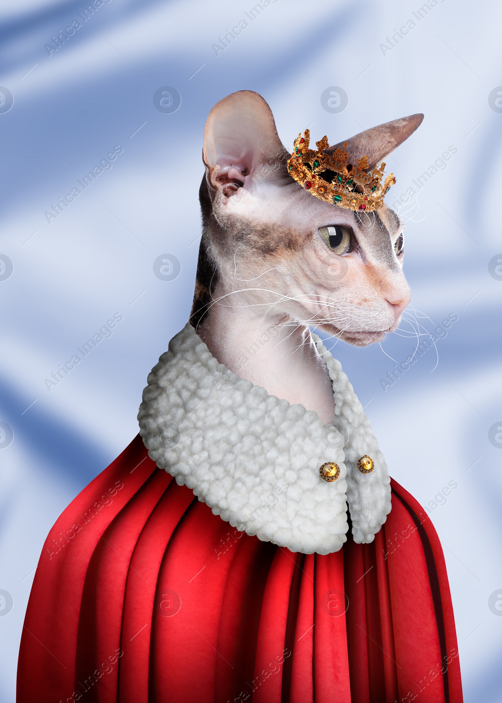 Image of  Sphynx cat dressed like royal person against light blue background
