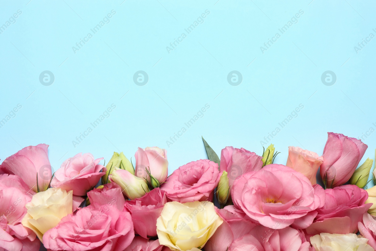 Photo of Beautiful Eustoma flowers on light blue background, flat lay. Space for text