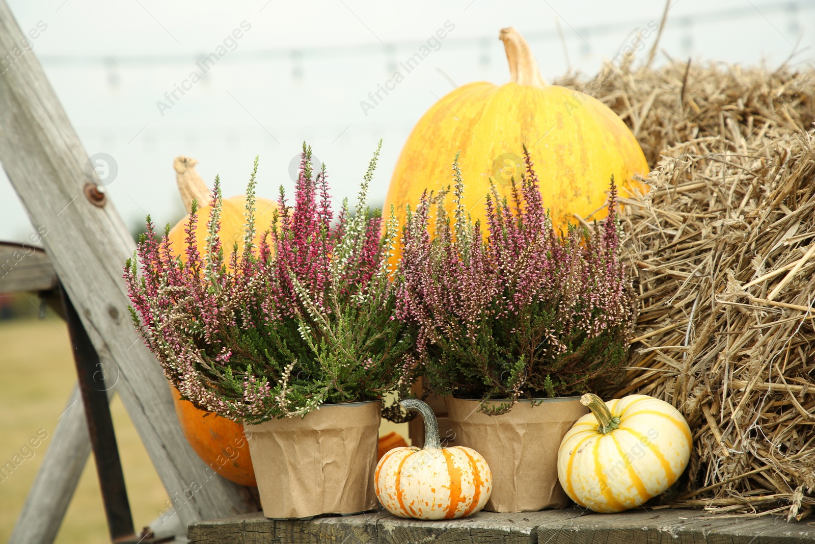 Photo of Beautiful heather flowers in pots, pumpkins and hay in wooden cart outdoors