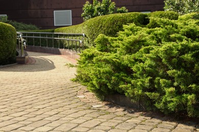 Beautiful green juniper shrub growing outdoors, space for text. Gardening and landscaping