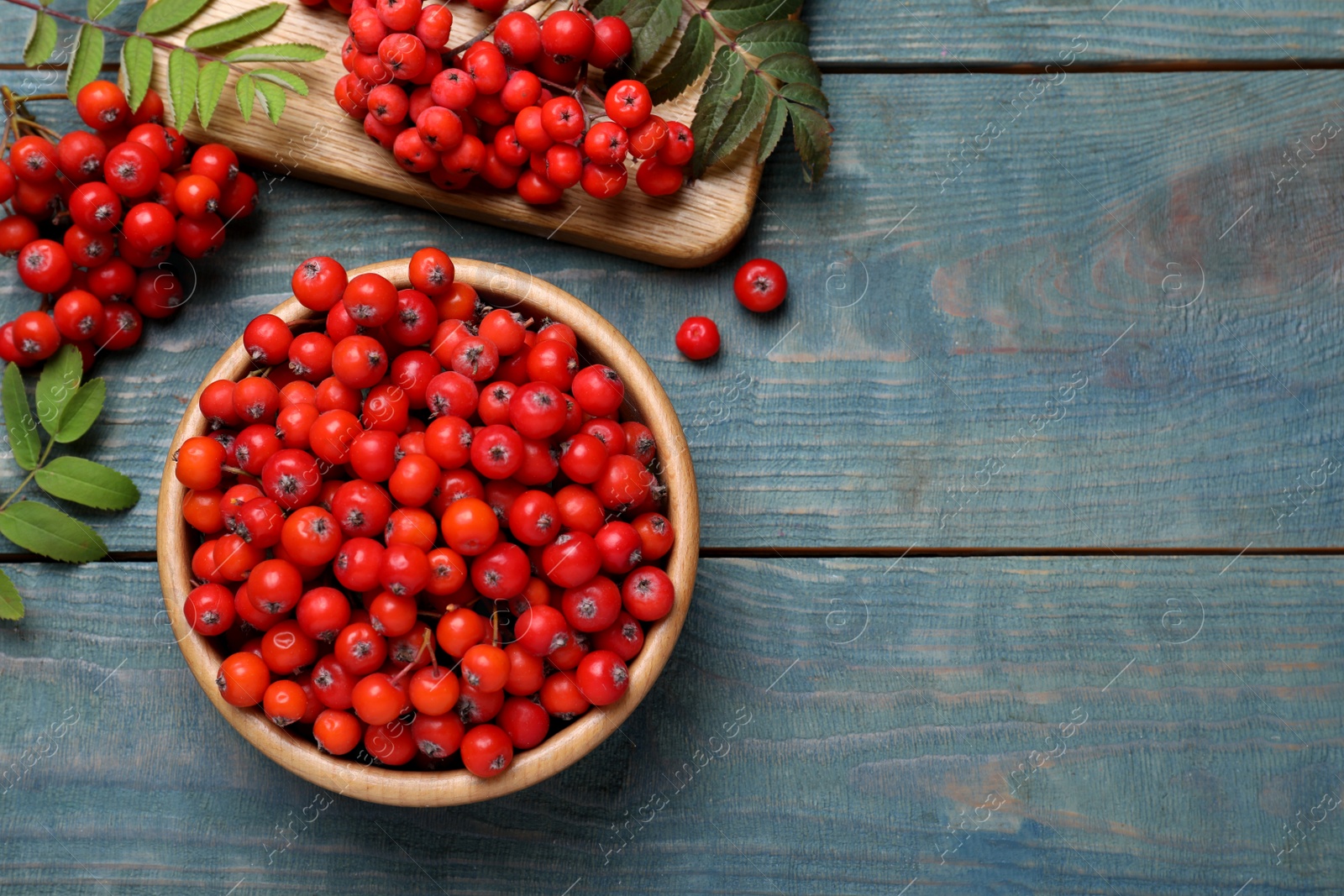 Photo of Fresh ripe rowan berries and leaves on light blue wooden table, space for text