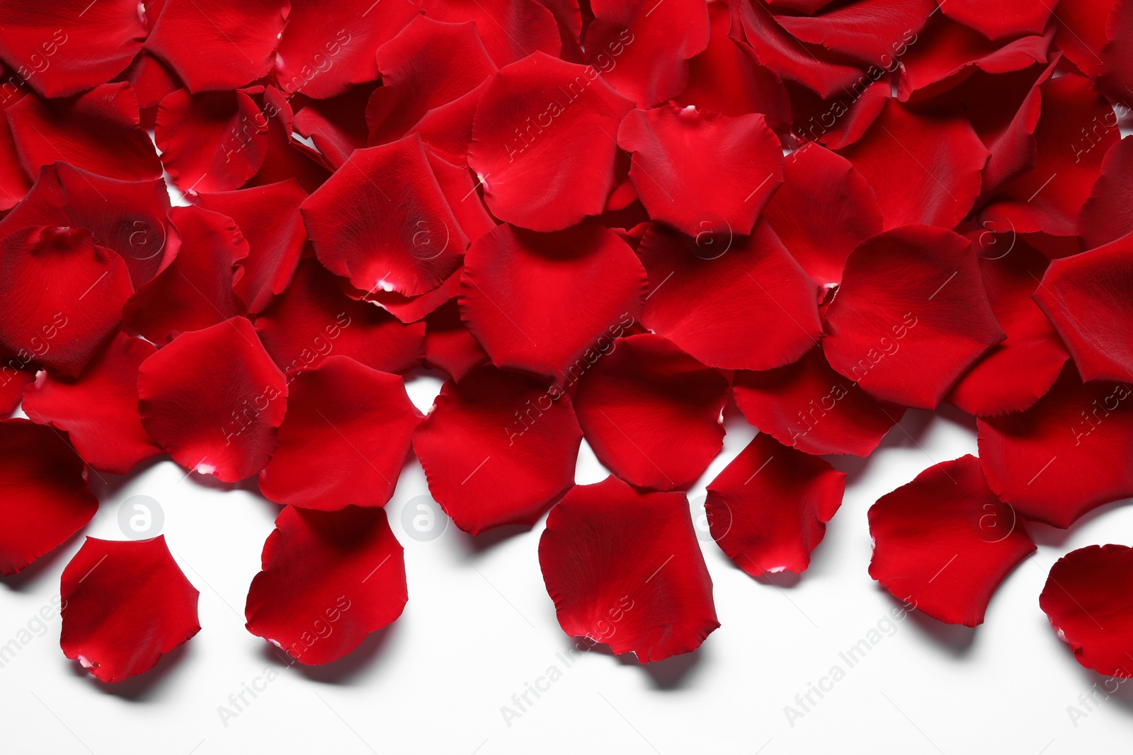 Photo of Beautiful red rose petals on white background, top view