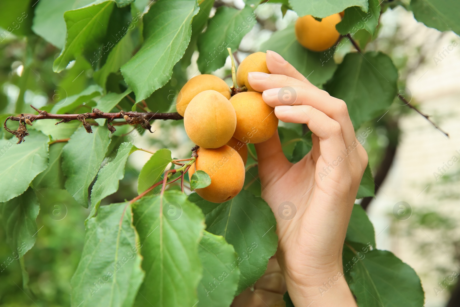 Photo of Woman picking ripe apricot from tree outdoors, closeup