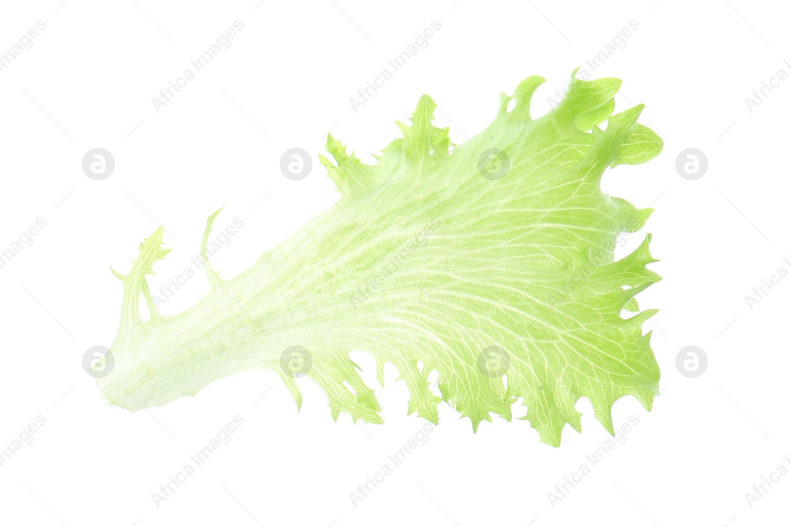 Photo of Leaf of fresh lettuce for burger isolated on white