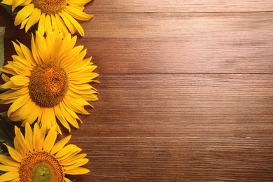 Photo of Beautiful bright sunflowers on wooden background, flat lay. Space for text