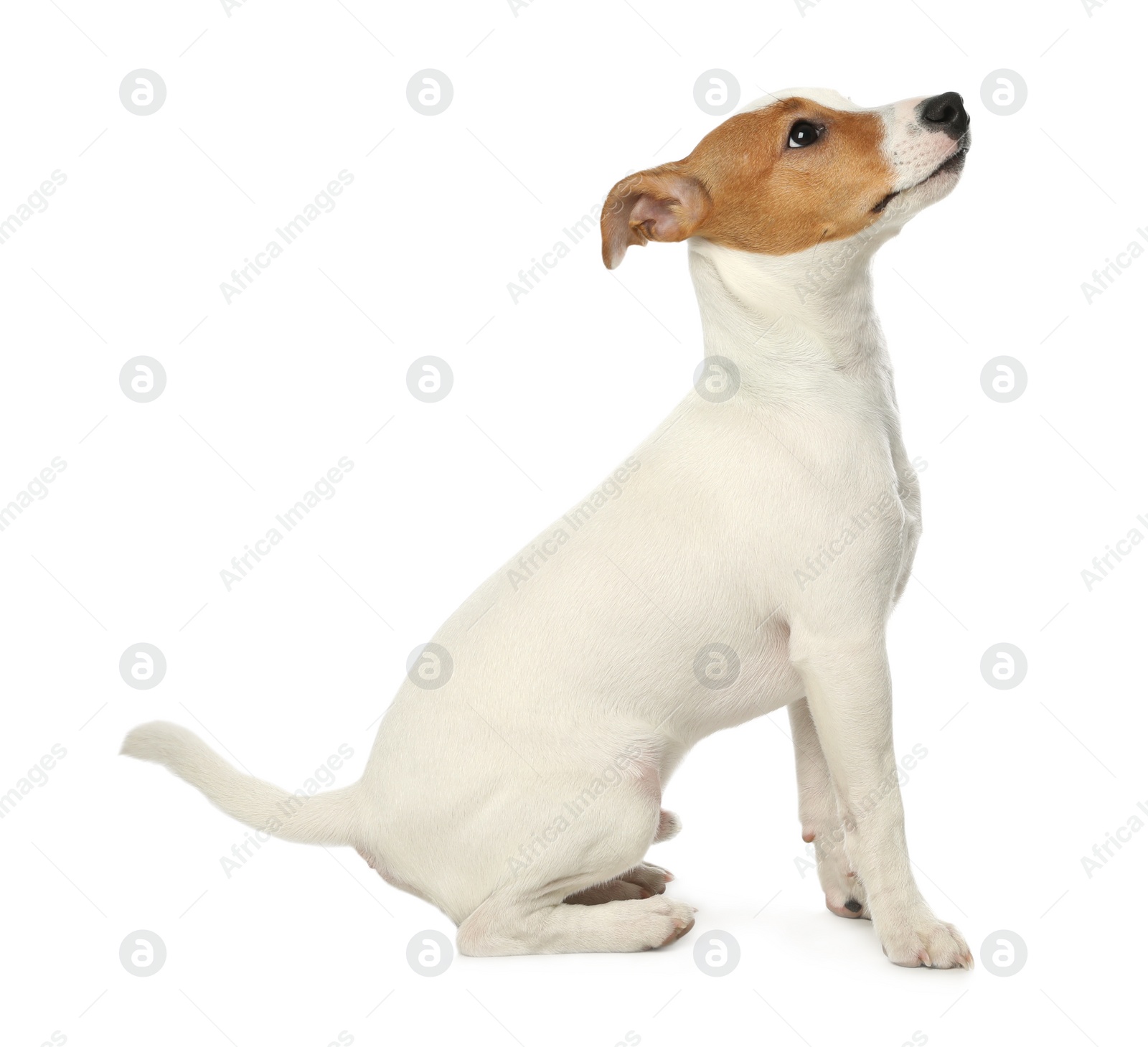 Photo of Cute Jack Russel Terrier on white background. Lovely dog