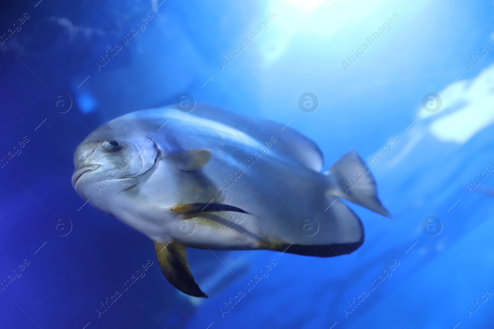 Photo of Beautiful butterfly fish in clear aquarium water, low angel view