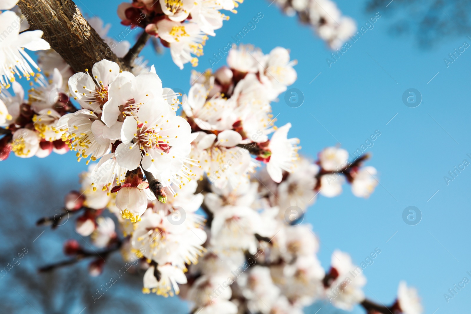 Photo of Closeup view of blossoming apricot tree on sunny day outdoors. Springtime