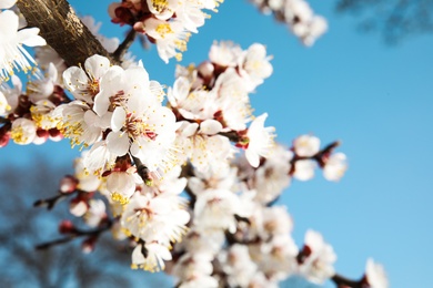 Photo of Closeup view of blossoming apricot tree on sunny day outdoors. Springtime