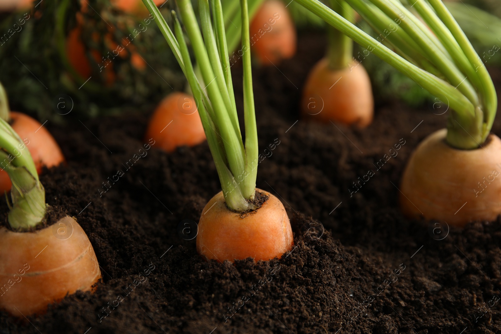 Photo of Ripe carrots in soil, closeup. Healthy diet