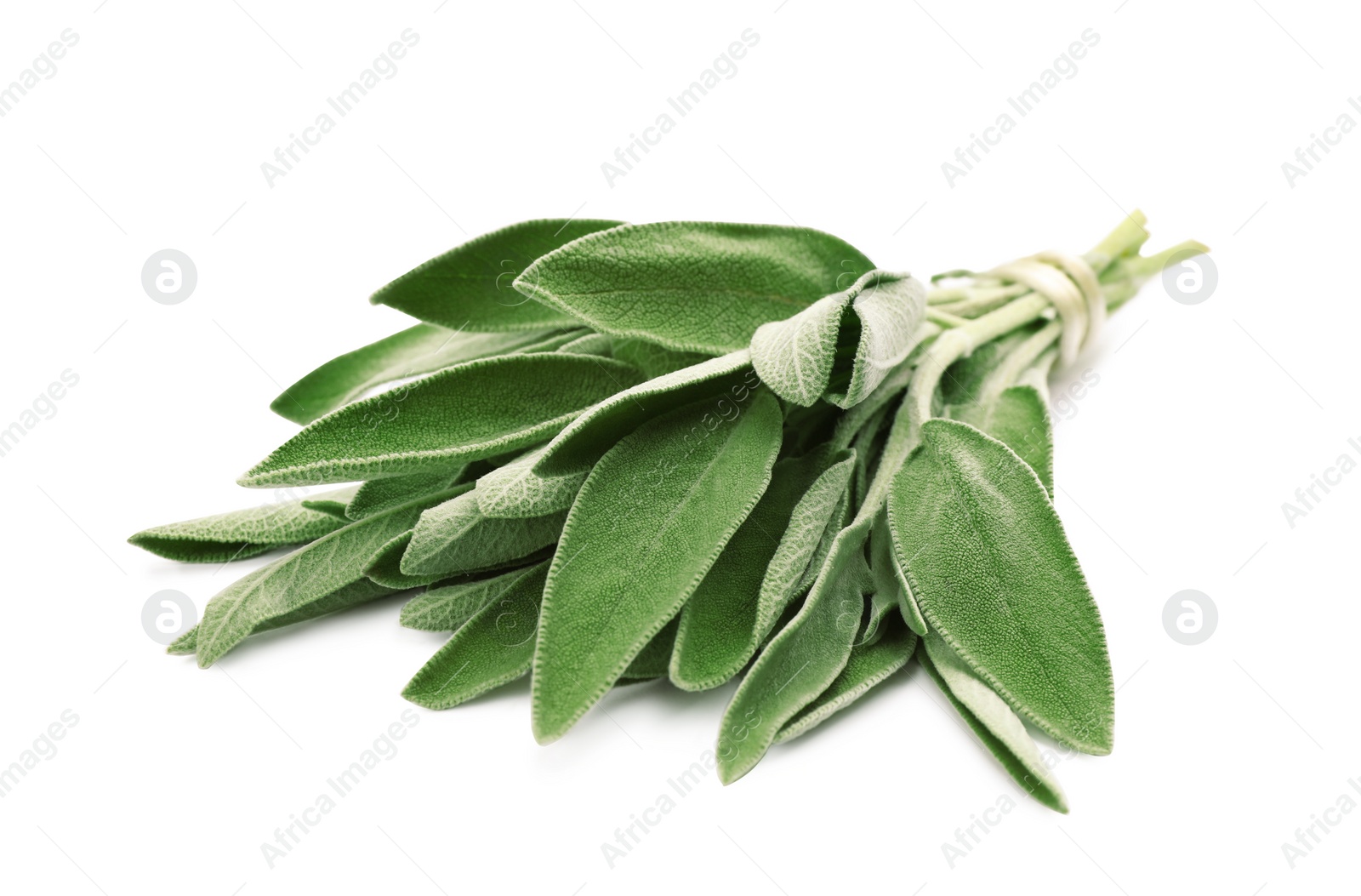 Photo of Bunch of fresh sage isolated on white